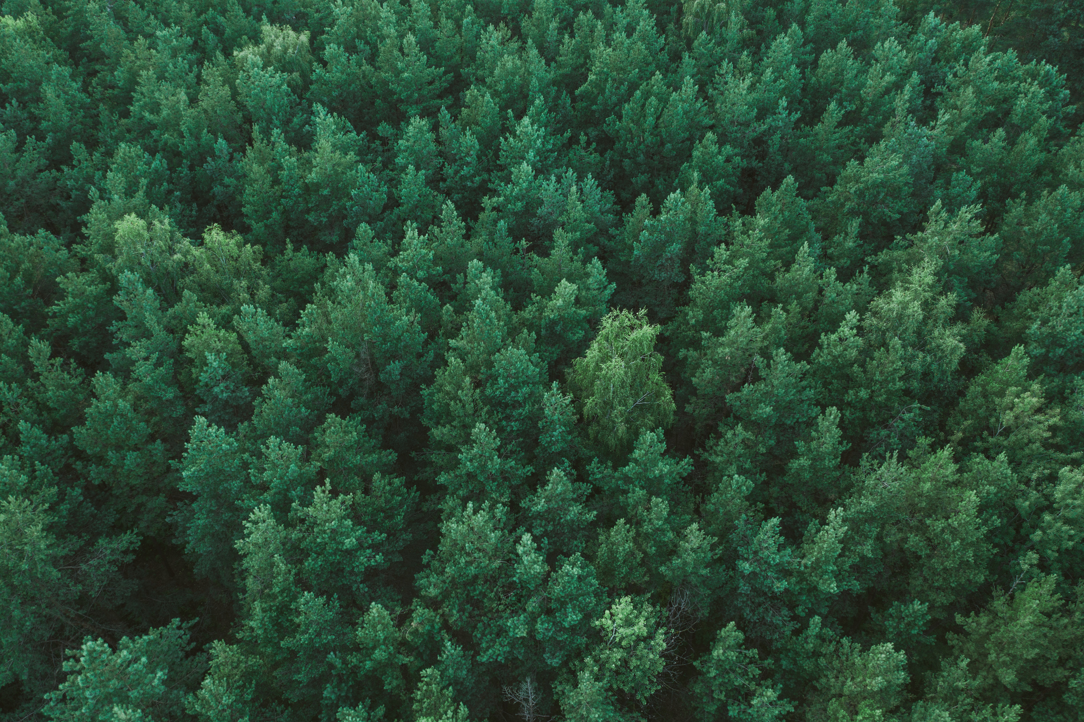 Green pine forest from above